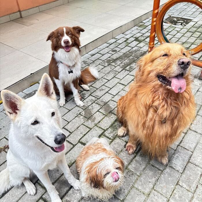 Cães brincando juntos no espaço externo da Pet Villa