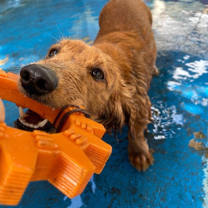 Golden retriever brincando na piscina da creche