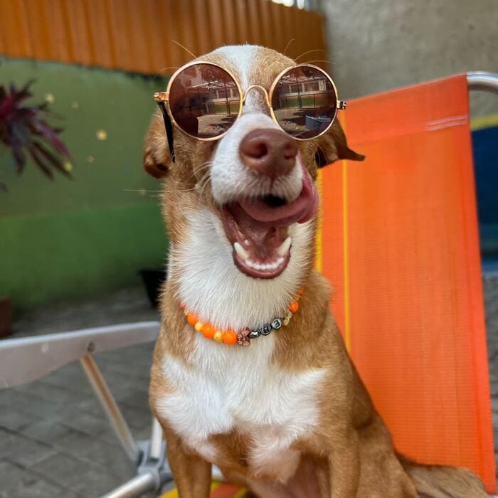 Cão sorridente de óculos escuros na área de lazer